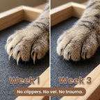 The NailNest™ 5